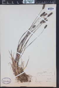 Phleum alpinum image