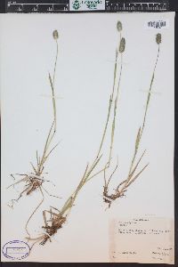 Phleum alpinum image