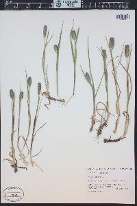 Phleum alpinum image