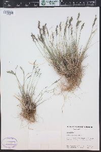 Poa alpina image