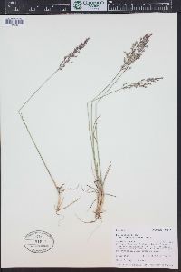 Poa arctica subsp. grayana image