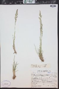 Poa arctica image