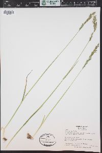 Poa arctica image