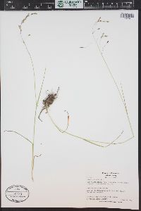 Poa arctica image