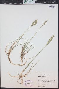 Poa arctica image