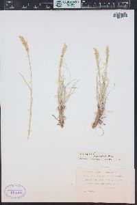 Poa cusickii image