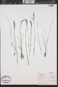 Poa cusickii image