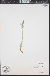 Poa cusickii subsp. epilis image