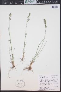 Poa cusickii image