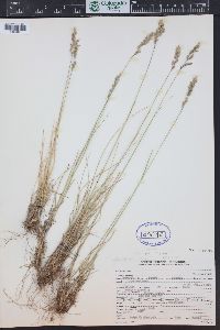 Poa cusickii image