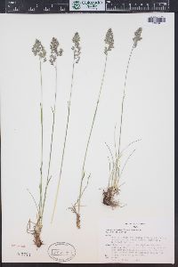 Poa cusickii subsp. epilis image