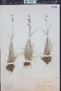 Poa cusickii subsp. epilis image