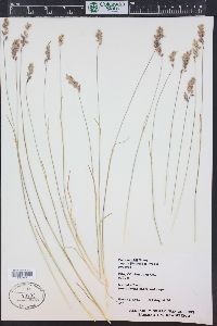 Poa cusickii subsp. epilis image