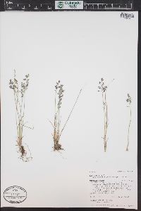 Poa glauca image