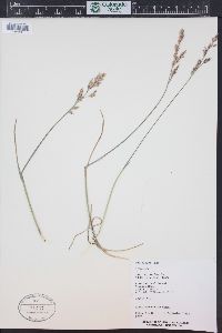 Poa glauca image