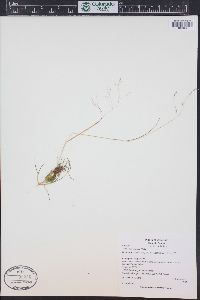 Poa leptocoma image