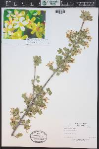 Ribes aureum image
