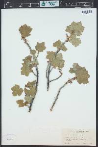 Ribes laxiflorum image