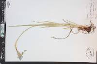 Iris missouriensis image