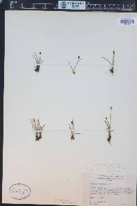 Juncus biglumis image