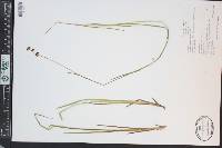 Juncus ensifolius var. montanus image