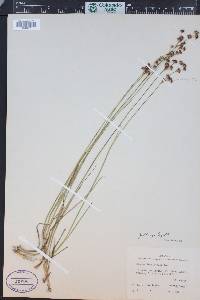 Juncus ensifolius var. montanus image