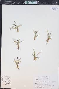 Luzula spicata image