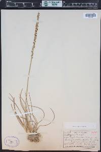Triglochin maritima image