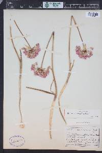 Allium acuminatum image