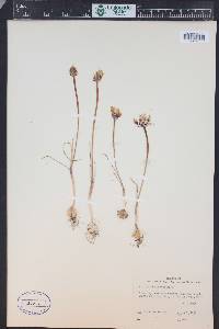Allium acuminatum image