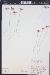 Allium acuminatum image