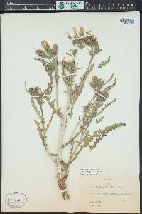 Mentzelia multiflora image