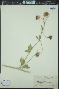 Abronia fragrans image
