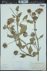 Abronia fragrans image