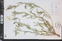 Oenothera albicaulis image