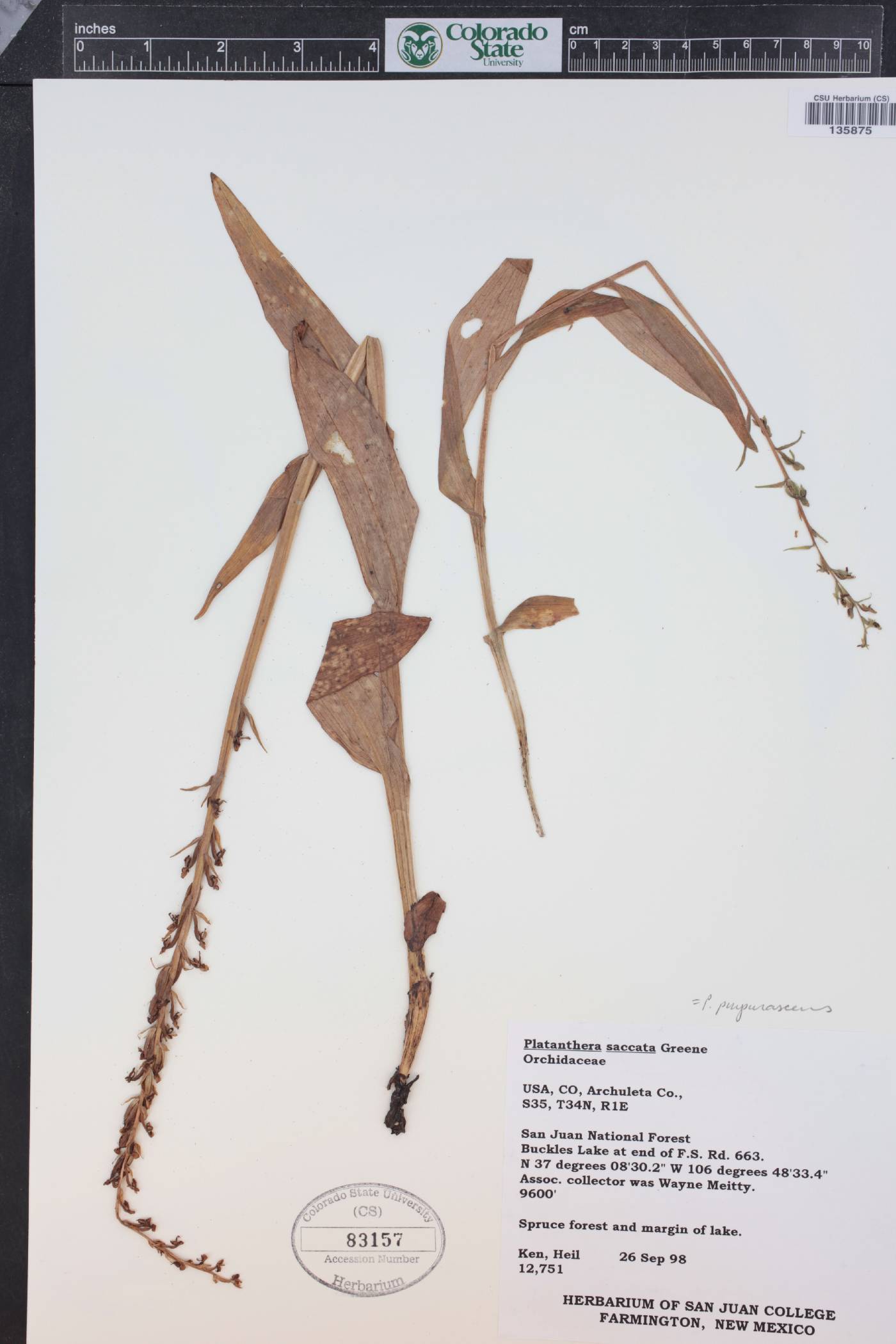Platanthera purpurascens image