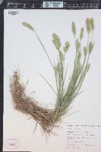 Agropyron cristatum subsp. pectinatum image