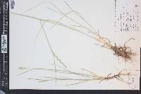Pascopyrum smithii image