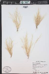 Aristida adscensionis image
