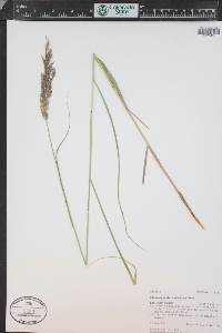 Calamagrostis stricta image