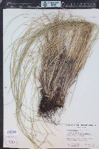 Festuca thurberi image