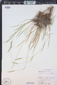 Hordeum brachyantherum image