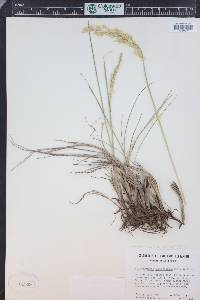 Leucopoa kingii image