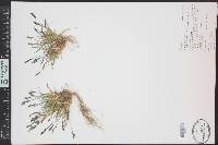 Poa glauca subsp. rupicola image