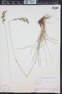 Poa nemoralis image