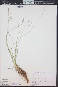 Poa nemoralis subsp. interior image