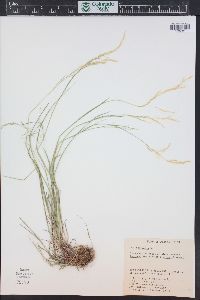 Poa nemoralis subsp. interior image