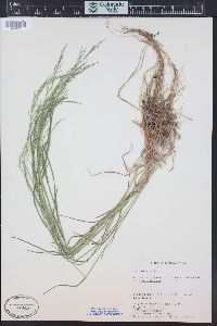 Poa nemoralis image