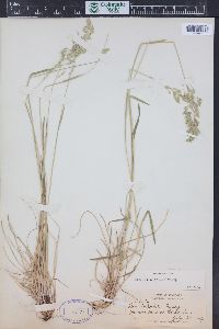 Poa wheeleri image