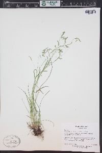 Poa reflexa image